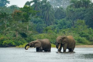 African Forest Elephant | Luxury Republic of Congo Holidays | The Ultimate Travel Company