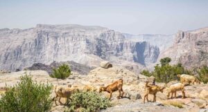 Anantara Al Jabal Al Akhdar Resort | The Ultimate Travel Company