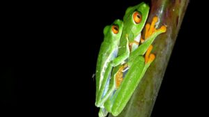 Maquenque Eco-lodge, Boca Tapada | Costa Rica | Frog | The Ultimate Travel Company
