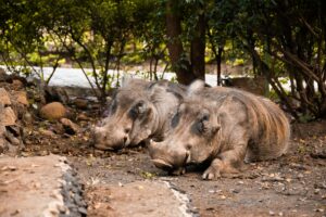 Arba Minch Warthogs | Luxury Ethiopia Holidays | The Ultimate Travel Company