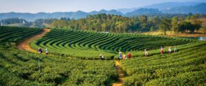 A Tea Plantation in Assam | Luxury India Holidays | The Ultimate Travel Company