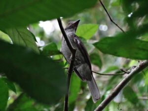 Atta Rainforest Lodge | Iwokrama | The Ultimate Travel Company