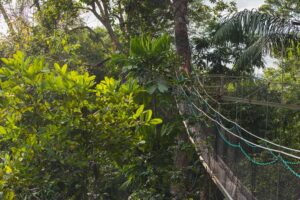 Atta Rainforest Lodge | Iwokrama | The Ultimate Travel Company