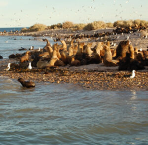 Seals on Coast in Patagonia | Argentina | The Ultimate Travel Company