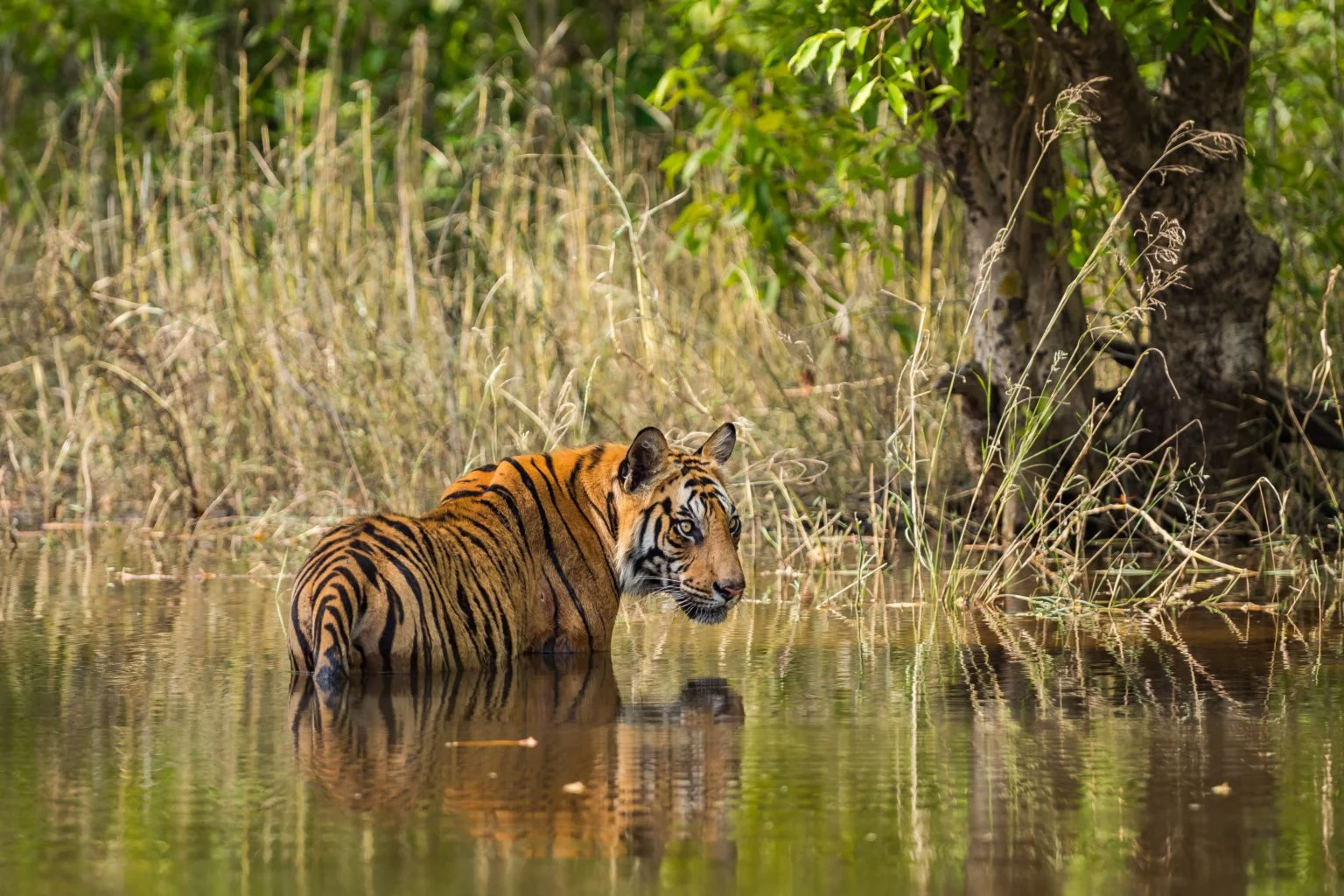 Tiger in Lake | Luxury India Holidays | The Ultimate Travel Company