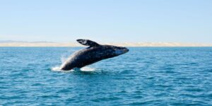 Whale Watching in Bahia Magdalena | Mexico Holidays | The Ultimate Travel Company