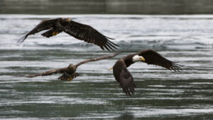 Bald Eagles in Flight | Luxury Canada Holidays | The Ultimate Travel Company