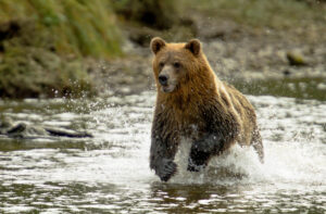 A Grizzly Bear Running Near British Columbia | Luxury Canada Holidays | The Ultimate Travel Company