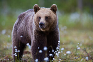A Close-Up of a Grizzly Bear in Canada | Luxury Canada Holidays | The Ultimate Travel Company