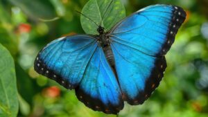 Blue Butterfly in Guyana | Luxury Guyana Holidays | The Ultimate Travel Company