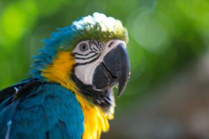 Blue Gold Macaw | Luxury Venezuela Holidays | The Ultimate Travel Company
