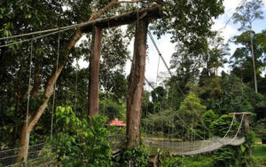 Borneo Rainforest Lodge Danum Valley | Ultimate Travel Co