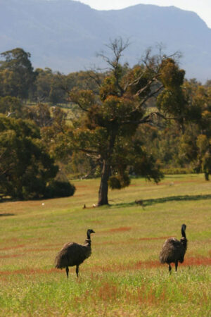 Boroka Downs, Grampians National Park | Australia | Two emus in a grassy field with trees and mountains in the background | The Ultimate Travel Company