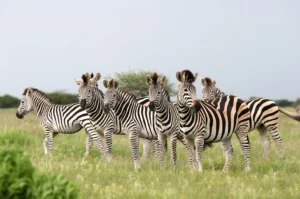 Botswana Burchell Zebras | Luxury Botswana Safari Holidays | The Ultimate Travel Company