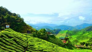 Cameron Highlands | Malaysia Holidays | The Ultimate Travel Company