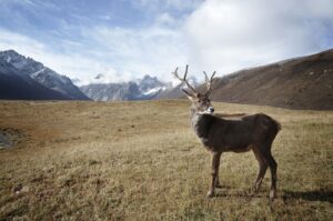 Caribou in the Mountains | Luxury Arctic Holidays | The Ultimate Travel Company