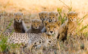 A Female Cheetah and Her Cubs | Tanzania Safari Holidays | The Ultimate Travel Company