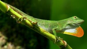 Maquenque Eco-lodge, Boca Tapada | Costa Rica | Cherepo | The Ultimate Travel Company