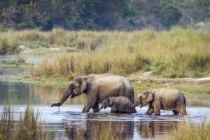Elephants at Chitwan National Park | Luxury Nepal Holidays | The Ultimate Travel Company