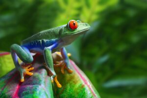 Classic Costa Rica | The Ultimate Travel Company