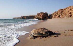 Turtle on the Beach in Oman | Luxury Oman Holidays | The Ultimate Travel Company