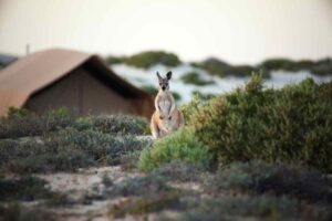 Sal Salis, Ningaloo Re | Ultimate Travel Company