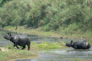 Tiger Tops Karnali Lodge, Bardia National Park | Nepal | Two rhinos near a river | The Ultimate Travel Company