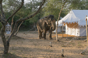 Dera Amer Wilderness Camp | Jaipur | The Ultimate Travel Company