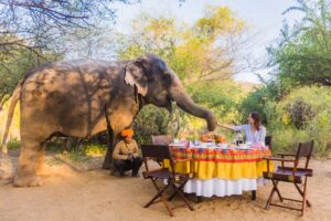 Dera Amer Wilderness Camp | Jaipur | The Ultimate Travel Company