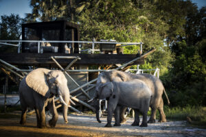 Abu Camp | Botswana | Ultimate Travel Company