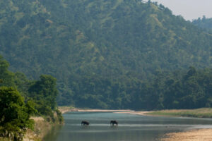 Tiger Tops Karnali Lodge, Bardia National Park | Nepal | Elephant | The Ultimate Travel Company