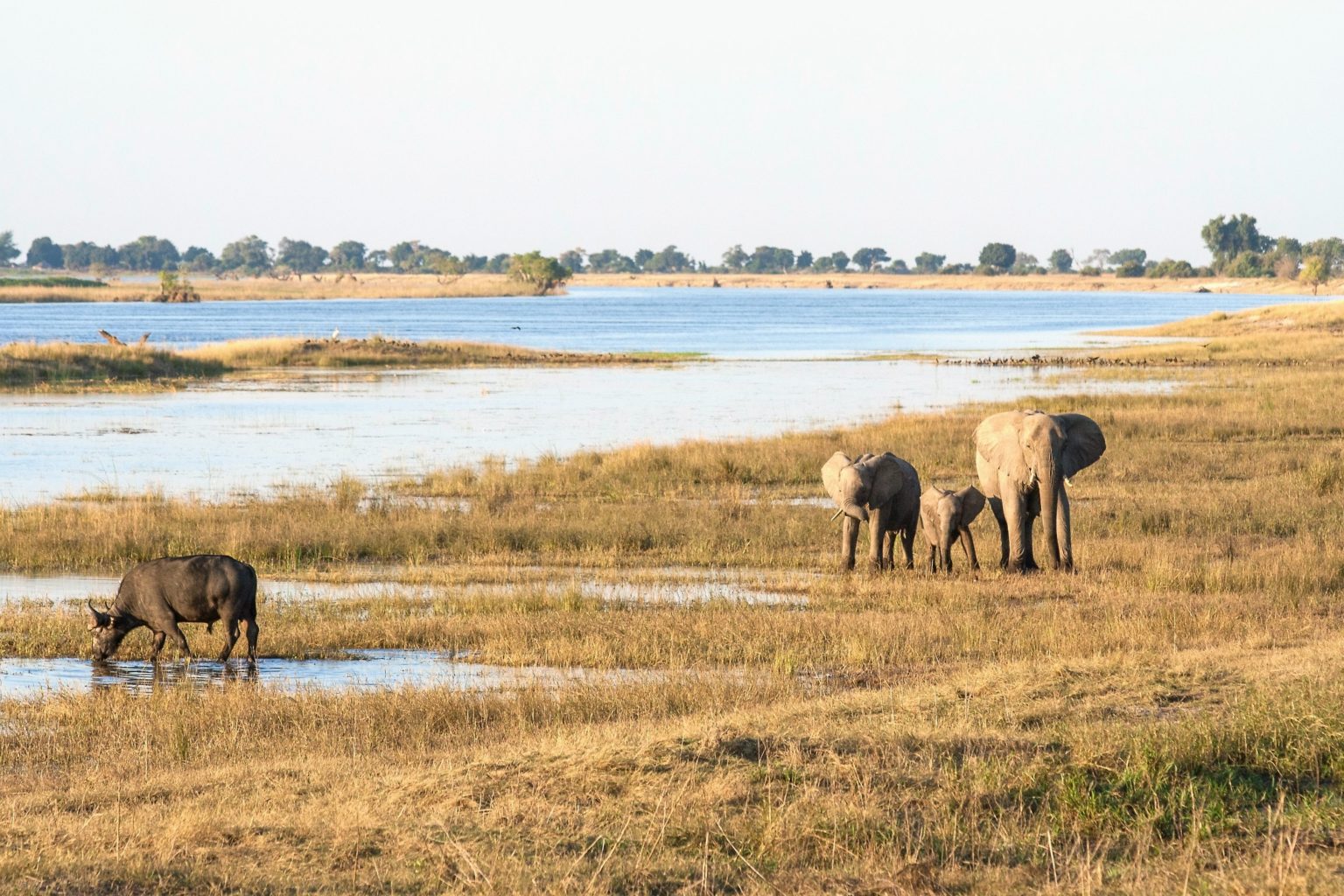 Elephant Safari Okavango Delta Botswana | Ultimate Travel Company