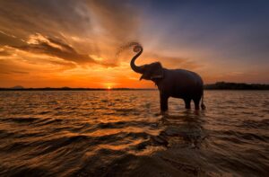 Elephant with its Trunk Up at Sunset | Tailor-Made Luxury Sri Lanka Holidays | The Ultimate Travel Company