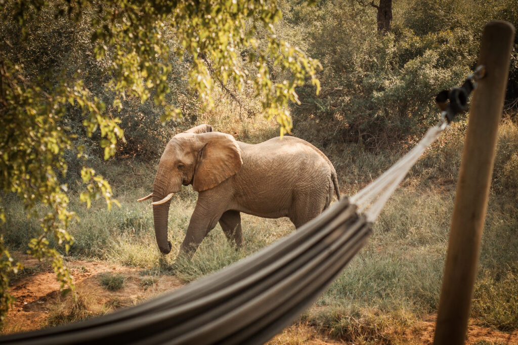 Garonga Safari Camp | South Africa | Ultimate Travel Company
