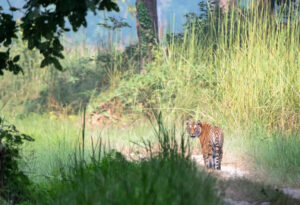 Tiger Tops Karnali Lodge, Bardia National Park | Nepal | Tiger | The Ultimate Travel Company