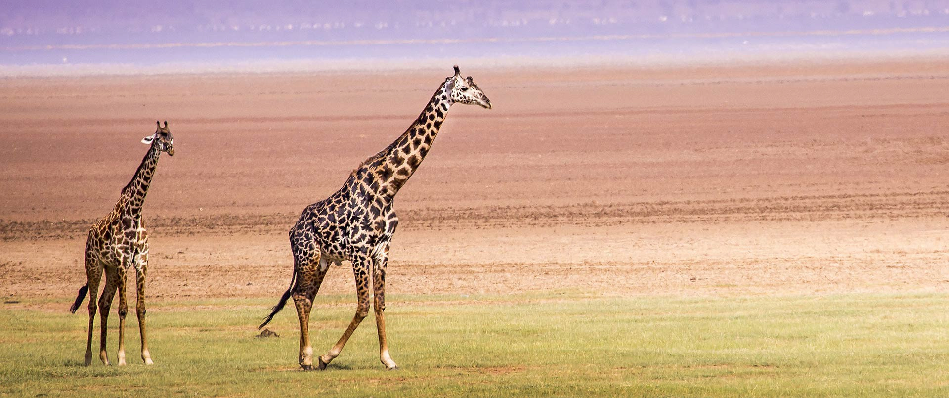 Escarpment Lodge, Lake Manyara | Ultimate Travel Co