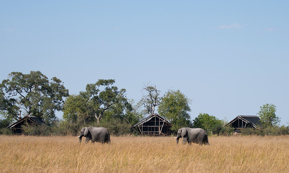Lebala Camp | Botswana | Ultimate Travel Company