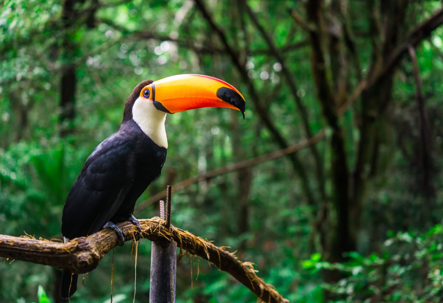 Toucan in the Ecuadorian Amazon Rainforest | Luxury Ecuador and the Galapagos Islands Holidays | The Ultimate Travel Company