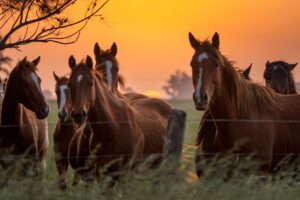 The Pampas | Ultimate Travel Company