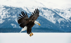 A Flying Bald Eagle Over Snow Covered Mountains | Luxury Canada Holidays | The Ultimate Travel Company
