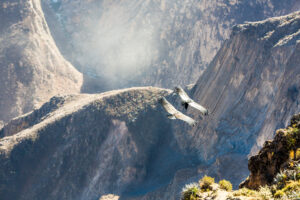 Two Flying Condors Over the Colca Canyon | Luxury Peru Holidays | The Ultimate Travel Company