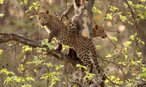 Forsyth-Lodge-leopard-st-satpura
