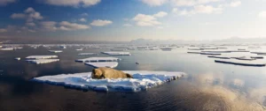 Seal in the Spitsbergen Arctic | Luxury Arctic Holidays | The Ultimate Travel Company