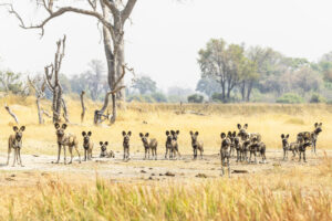 Shinde Footsteps | Botswana | Ultimate Travel Company
