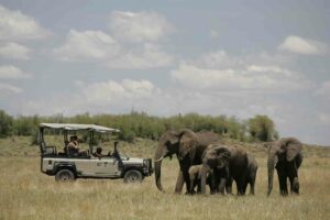 Saruni Mara, Masai Mara | Kenya | elephants | The Ultimate Travel Company