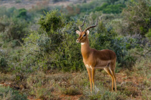 Kwandwe | South Africa | Ultimate Travel Company