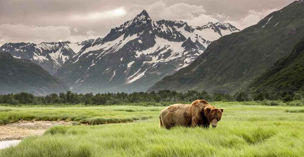 Grizzly Bear in Alaska | Luxury USA Holidays | The Ultimate Travel Company