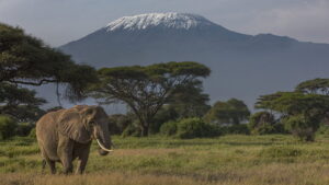 Elephant Looking Across the Plains with Mount Kilimanjaro in the Background | Kenya Holidays | Kenya Safaris | The Ultimate Travel Company
