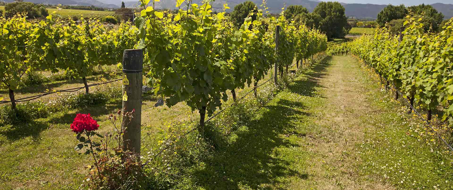 Hotel D’urville, Blenheim | Ultimate Travel Company