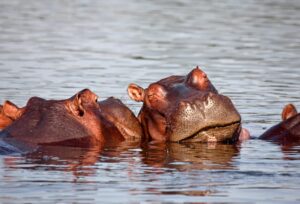 Hippopotamuses in Liwonde National Park | Luxury Malawi Holidays | The Ultimate Travel Company